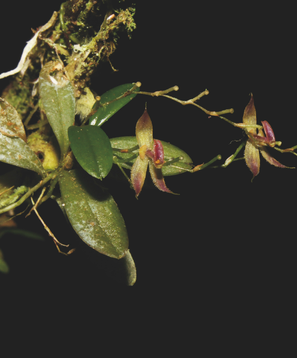 Orquidea Andinia Tingomariana