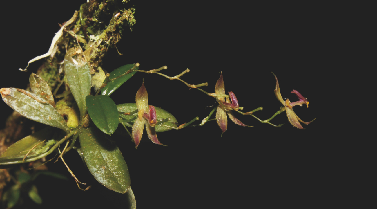 Orquidea Andinia Tingomariana
