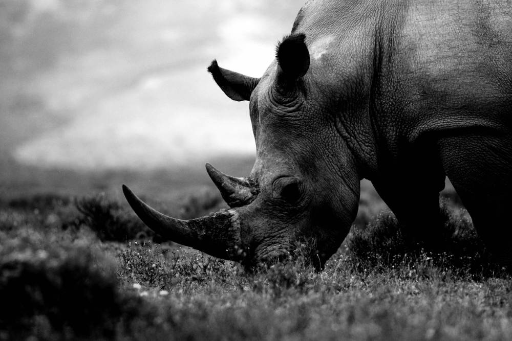 Kenya-y-Zanzibar.-Salida-Exclusiva-Tandem.-Santuario-del-rinoceronte